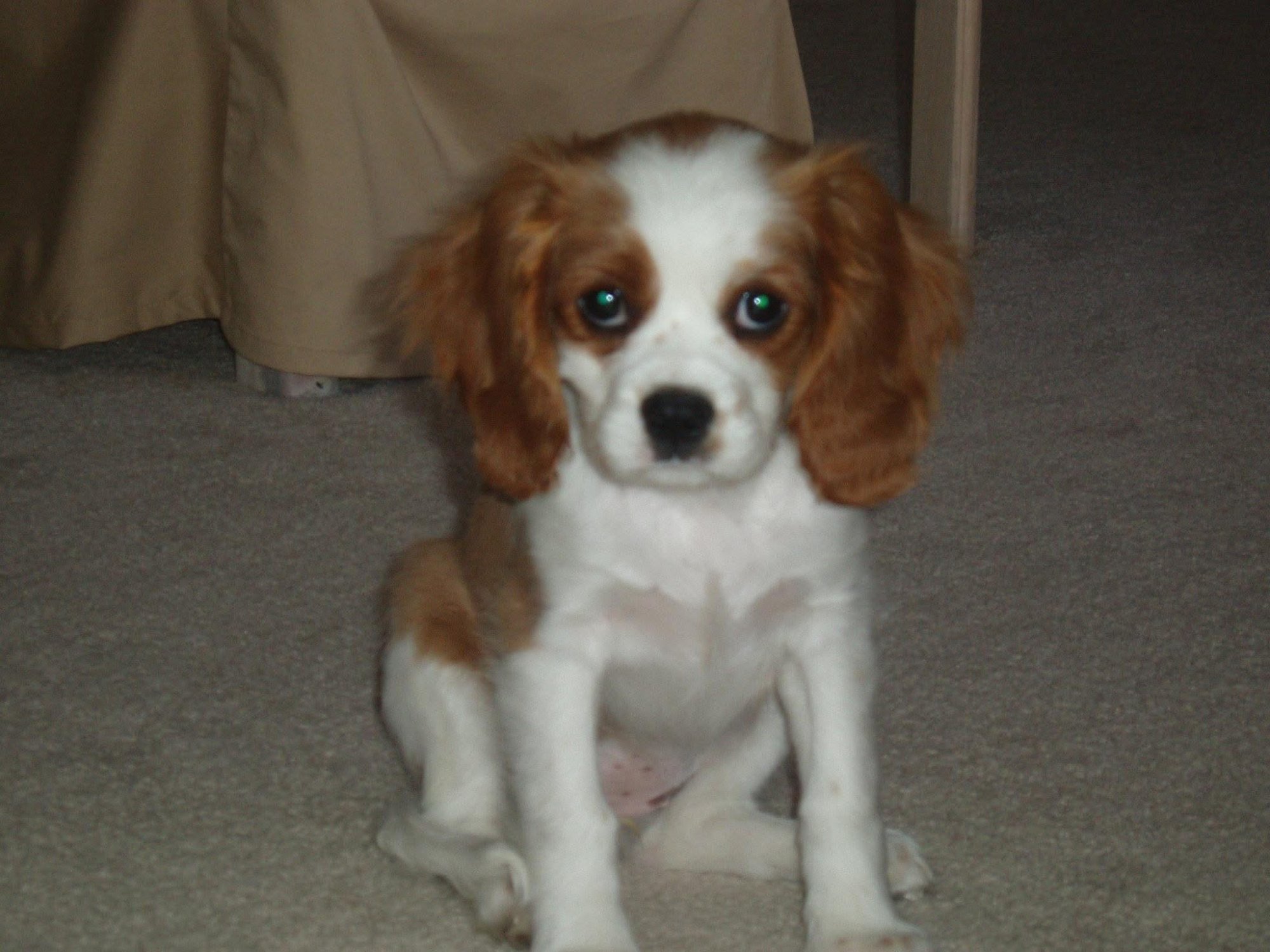 Annabelle — the sweet dog behind the name Belles Boutique & Bakery